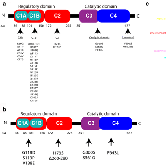 SCA-14: PRKCG Gene Mutation
